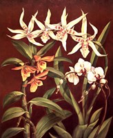 Orchid Trio I Fine Art Print