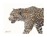 Passing Leopard Fine Art Print