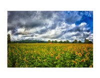 Sunflower Field Fine Art Print
