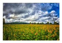 Sunflower Field Fine Art Print