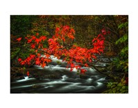 Fall in Smokies Fine Art Print