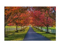 Lane in Fall Fine Art Print