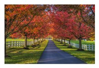 Lane in Fall Fine Art Print