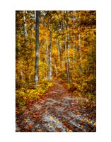 Ohiopyle Path Fine Art Print