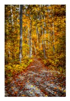 Ohiopyle Path Fine Art Print