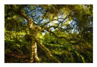 Japanese Maple Fine Art Print