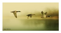Ducks Flying Fine Art Print