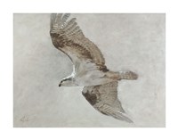 Searching Osprey Fine Art Print