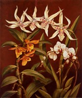 Orchid Trio I Fine Art Print