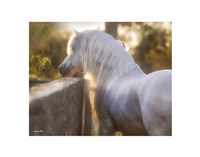 The Wall Fine Art Print