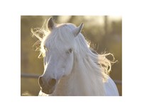 Angel Baby Fine Art Print