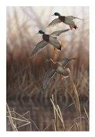 Whisper Wind and Wing - Mallards Fine Art Print
