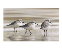 Sanderlings Fine Art Print