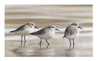 Sanderlings Fine Art Print