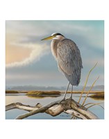 Marsh Watch - Great Blue Heron Fine Art Print