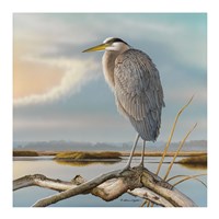 Marsh Watch - Great Blue Heron Fine Art Print