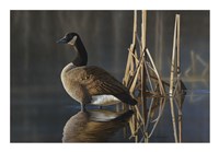 Greet the Sun - Canada Goose Fine Art Print