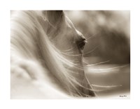 My Eyes Adored You Fine Art Print