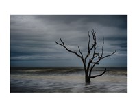 Tree on Botany Bay Fine Art Print