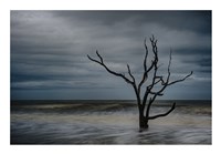 Tree on Botany Bay Fine Art Print