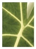 Tropical Veins Fine Art Print