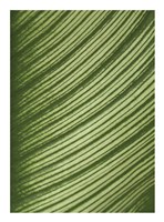 Cannis Veins Fine Art Print