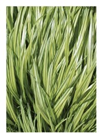 Verigation 2 Fine Art Print