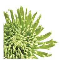 Green Bloom 3 (detail) Fine Art Print