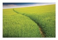 Seductive Path Fine Art Print