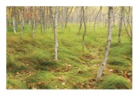 Tall Grasses Fine Art Print