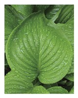 After the Rain 2025 Fine Art Print