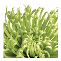 Green Bloom 5 (detail) Framed Print