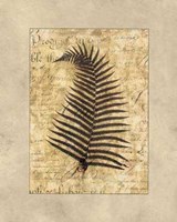 Fern I Fine Art Print