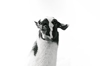 Lovable Llama I Fine Art Print
