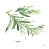 Tarragon Framed Print