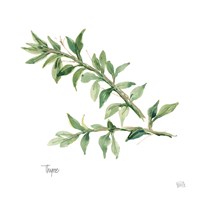 Thyme Framed Print