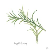Variegated Rosemary Fine Art Print