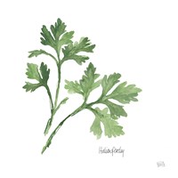 Italian Parsley Fine Art Print