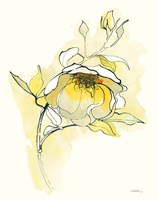 Carols Roses V Fine Art Print