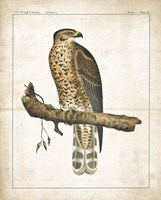 The Lookout I Fine Art Print