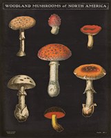Mushroom Chart III Fine Art Print