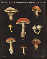 Mushroom Chart II Fine Art Print