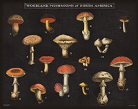 Mushroom Chart I Fine Art Print