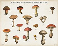 Mushroom Chart I light Fine Art Print