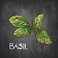 Basil on Chalkboard Fine Art Print