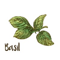 Basil Fine Art Print