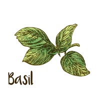Basil Framed Print