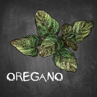 Oregano on Chalkboard Fine Art Print