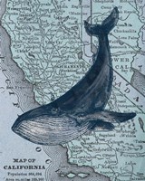 California's Grayback Whale Fine Art Print