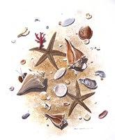 Sea Shells Fine Art Print